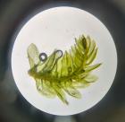 naturalistesenherbe_274052625_365884858686213_1436302997326680359_n.jpg