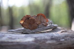 image IMG_5794.jpg (1.1MB)