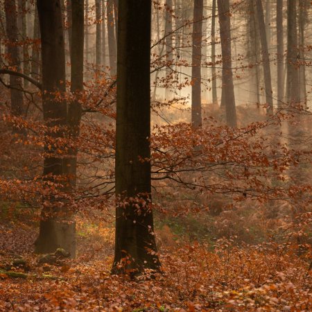 La forêt de Soignes, Une majestueuse hêtraie cathédrale.  Lumière d’automne.