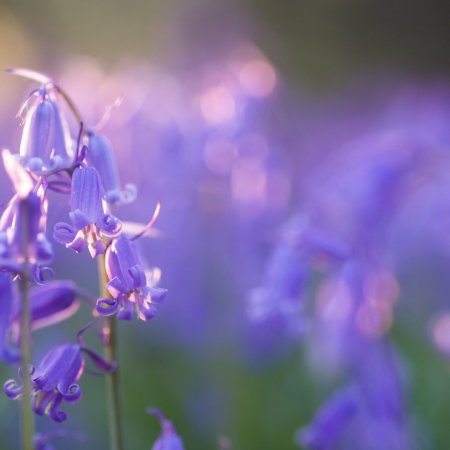 [COMPLET] Stage d'initiation à la photographie : Les lumières printanières